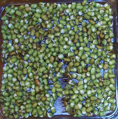 Mung beans - after 12 hours in the sprouting tray