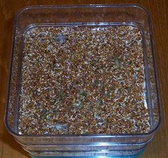 Alfalfa seeds - 52 hours from dry seed