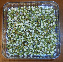 Mung beans - 52 hours after placing into a jug and covering with water