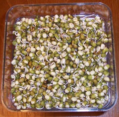 Mung beans - 52 hours after first soaking with water - soaking time 8 hours - remainder of time growing in sprouting tray