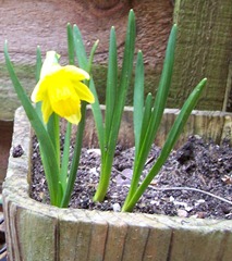Dwarf daffodil