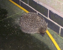 Hedgehog - the first hedgehog of the year