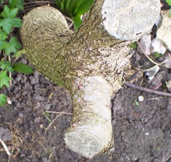 Lilac stump - purple flower