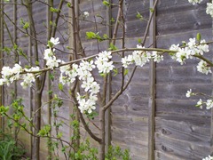Victoria Plum blossom in April