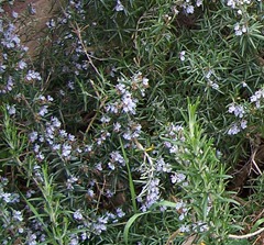 Rosemary in blossom