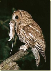 tawny-owl-