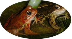 Red frog taken in back garden