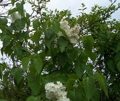 White lilac - ravaged by gales