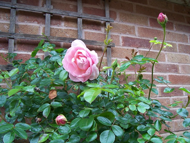 [Pink rose open in May[4].jpg]