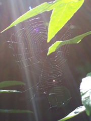 Garden spider web
