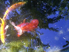 Golden Orfe and Goldfish