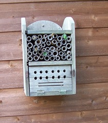 Leaf-cutter bees ... with two chambers complete