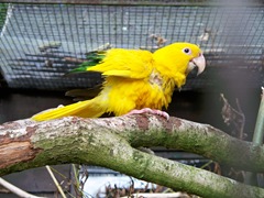 Chile - Bright yellow macaw