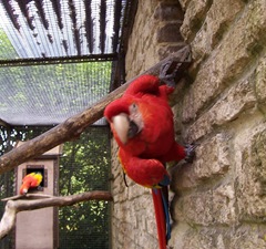 Red Parot - on the move