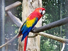 Red Parrot - the brightest of all of the macaws and parrots