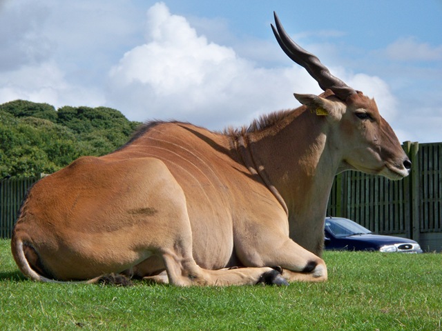 [Eland buck (male) - the largest antelope species - African[4].jpg]