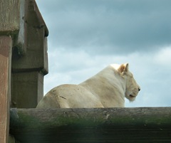 White lion - female on wooden stand