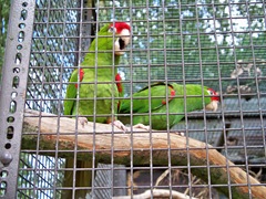 Green and red - very loud macaws