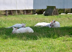 Small group of albino wallaby