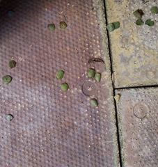 Circular leaf cuttings from the Leaf-cutter bee - some have tiny holes in the centre