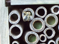 Solitary Leaf-cutter bee repairing exposed chambers to protect the grubs.