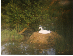Swan on her nest