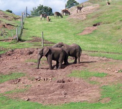 Elephants in the mud