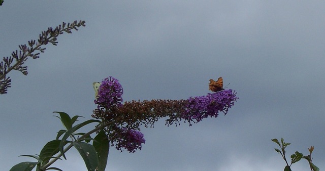 [Butterflies on the Butterfly Bush[4].jpg]