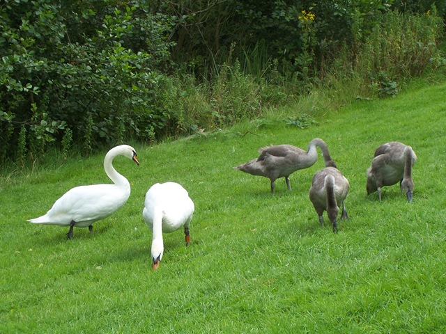 [Swans - the cob facing the camera, the pen facing her cygnets[4].jpg]