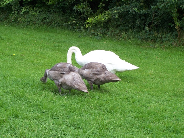 [Swans - the cob with two of his cygnets[4].jpg]