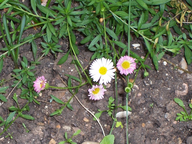 [Mexican daisy - Fleabane[4].jpg]