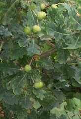 Oak tree with acorns
