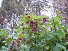 Leycesteria formosa - Pheasant berry, Himalayan honeysuckle, Himalayan nutmeg, Flowering nutmeg