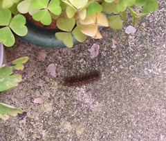Garden Tiger Moth - Caterpillar