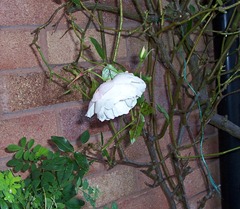 White Iceberg Rose - 2.12.09 after a frosty night