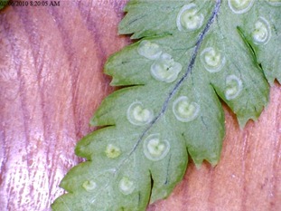 Lady Fern - close up of underside young spore cases