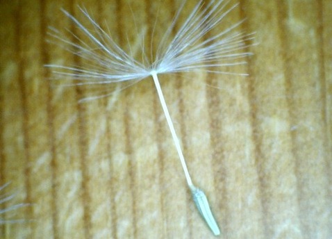 Dandelion seed single