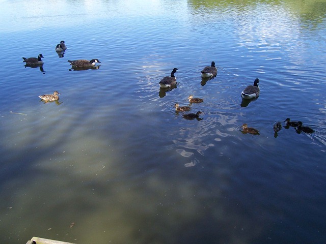 [Mallard ducklings swimming with Canada geese[3].jpg]