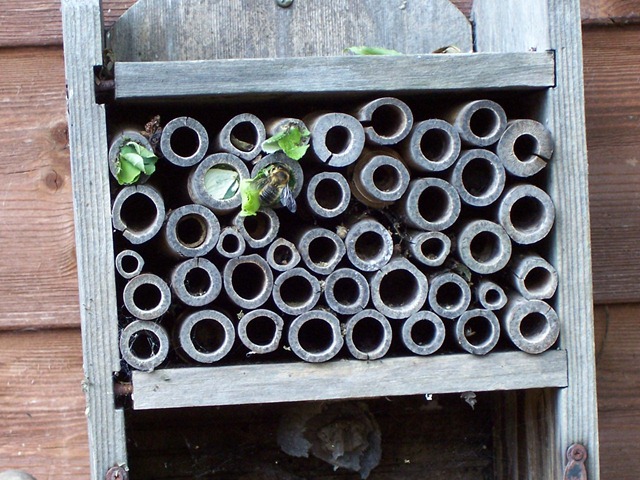 [Leaf cutter bee - sealing chamber - June 2010[4].jpg]
