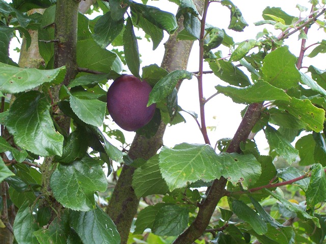 [Large - apple or egg size plum[4].jpg]