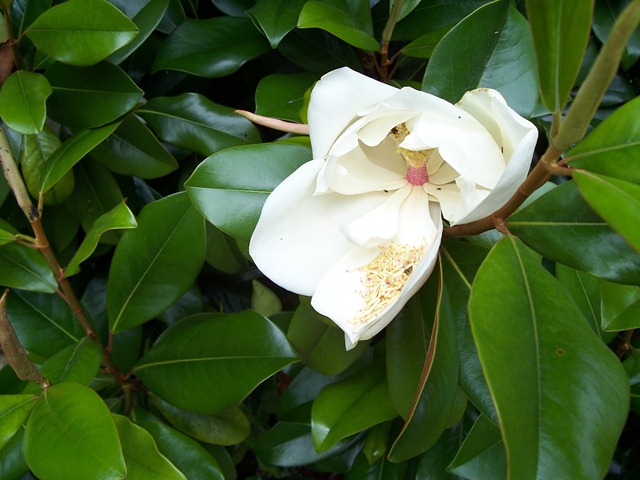 Magnolia grandiflora - also referred to as the Southern Magnolia - this one found in the Cotswolds at Chipping Campden