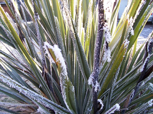 New Zealand Flax plant covered in hoarfrost
