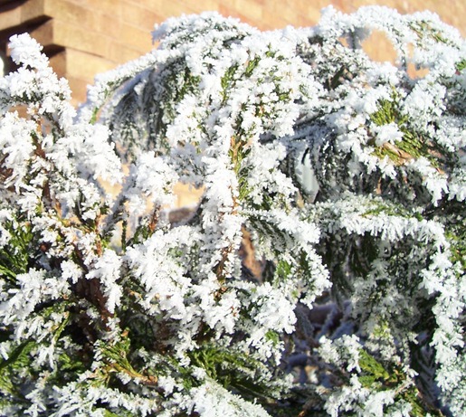 Fir tree covered in hoarfrost