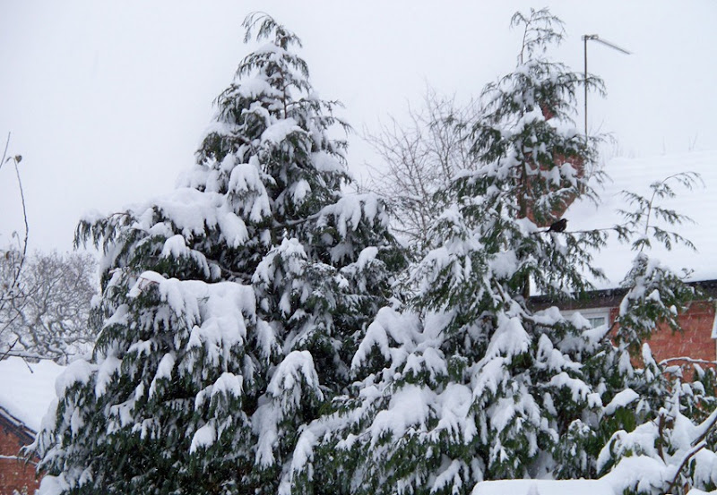 Fir trees covered in snow with one solitary blackbird