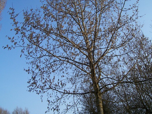 Downy Birch (young tree)