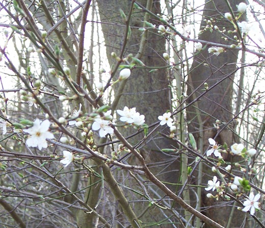 Blackthorn - close up of blossom
