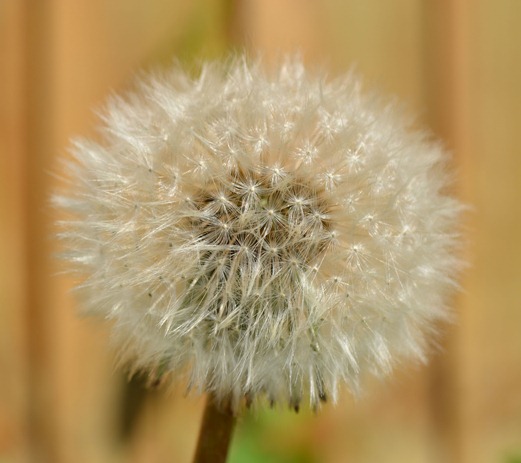 Dandelion clock - seed head
