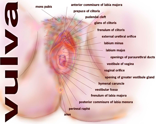 The vagina is a specific internal structure whereas the vulva is the whole