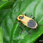 Soldier Beetle