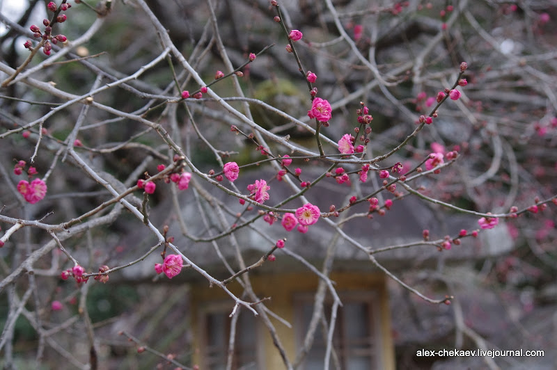 Весна в Киото 